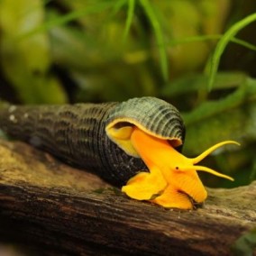 Tylomelania sp.yellow – sulavezi snail