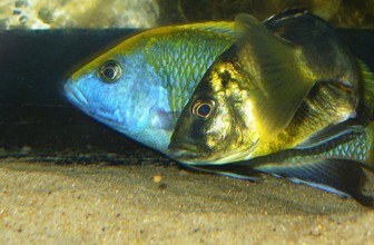 Uljezi