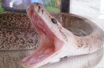 Lično iskustvo sa ishranom zmija