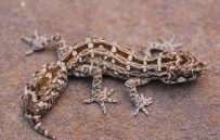 Sve popularniji mališa