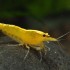Neocaridina davidi var „yellow“ – Yellow Shrimp – zuta kozica