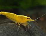 Neocaridina davidi var „yellow“ – Yellow Shrimp – zuta kozica