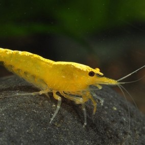 Neocaridina davidi var „yellow“ – Yellow Shrimp – zuta kozica