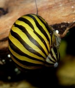 Neritina natalensis sp.’Zebra’ – nerita