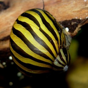 Neritina natalensis sp.’Zebra’ – nerita