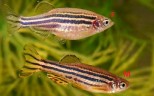 Zebrica – Brachydanio rerio