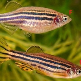 Zebrica – Brachydanio rerio