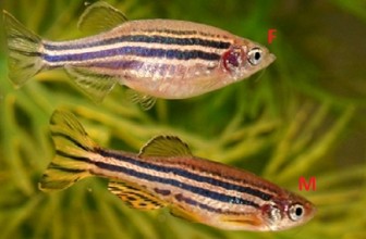 Zašto postoje ribe sa tufnama i prugama?