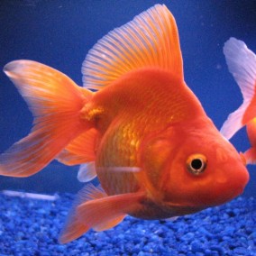 Carassius auratus – japanka