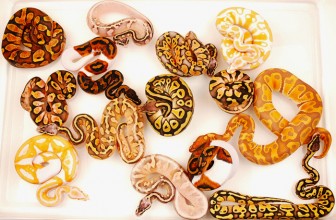 Zmije u našim terarijumima