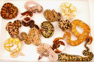 Zmije u našim terarijumima